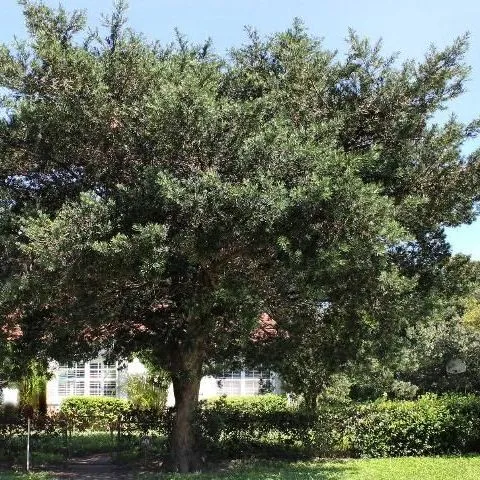 thumbnail for publication: Podocarpus macrophyllus: Podocarpus